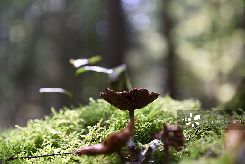棕色蘑菇图片素材