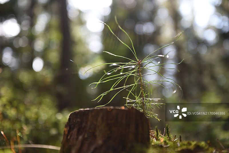 松树幼苗图片素材