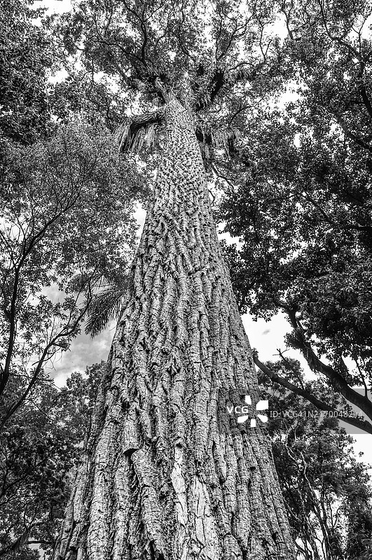 巴西道路和农场中的树木图片素材