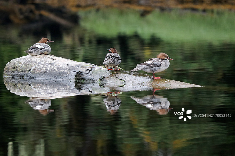 在漂浮木头上的普通秋沙鸭图片素材