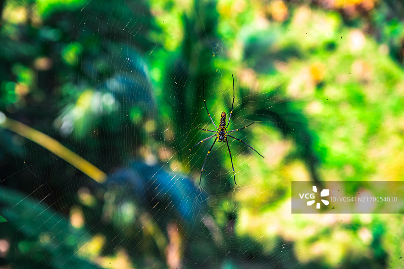 蜘蛛悬挂在印度尼西亚稻田的网上图片素材