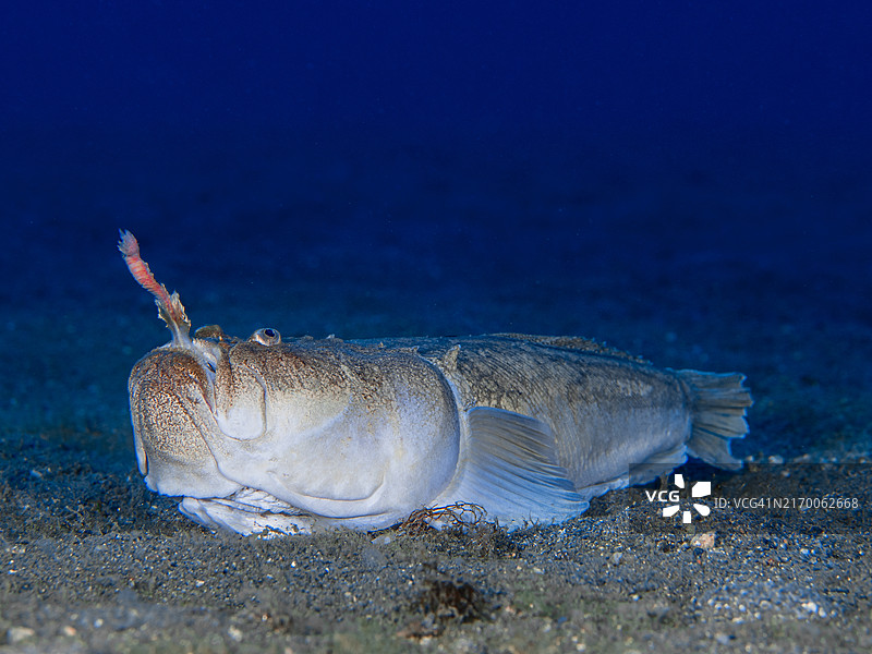 大西洋瞻星鱼图片素材