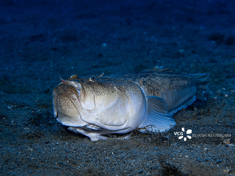 大西洋瞻星鱼图片素材
