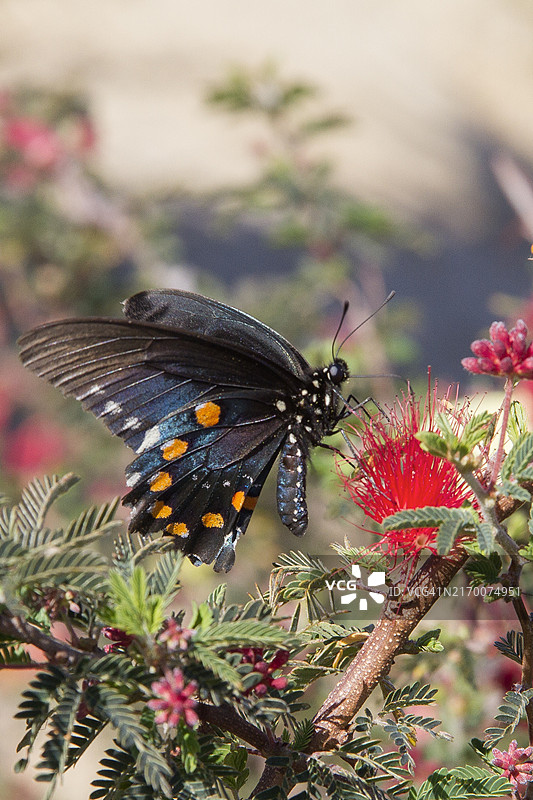 在瓶刷植物上觅食的燕尾蝶图片素材