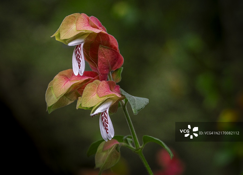 绚丽的虾花微距摄影图片素材