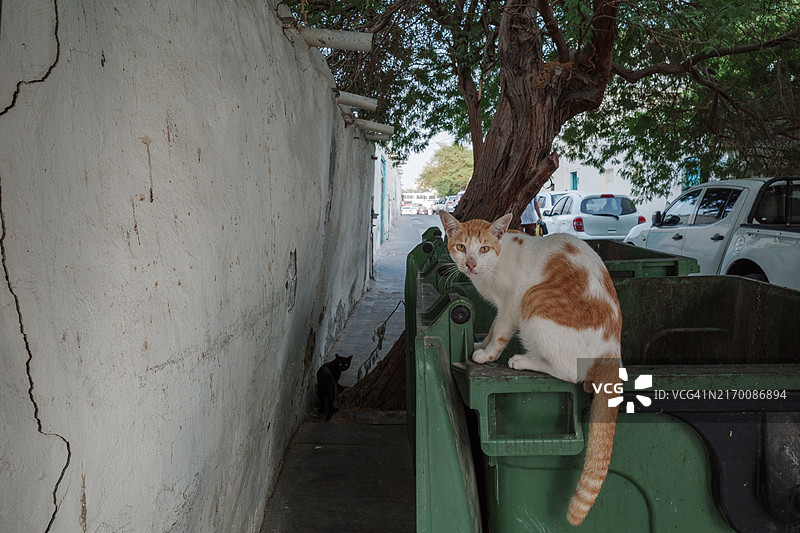 城市小巷里的两只流浪猫图片素材