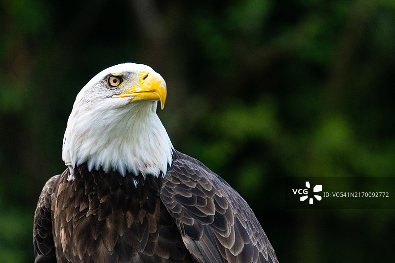 美国秃鹰头部特写图片素材