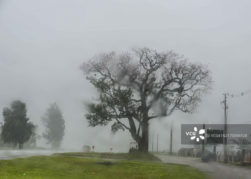 巴西的树木图片素材