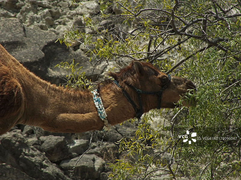 野外吃草的骆驼图片素材