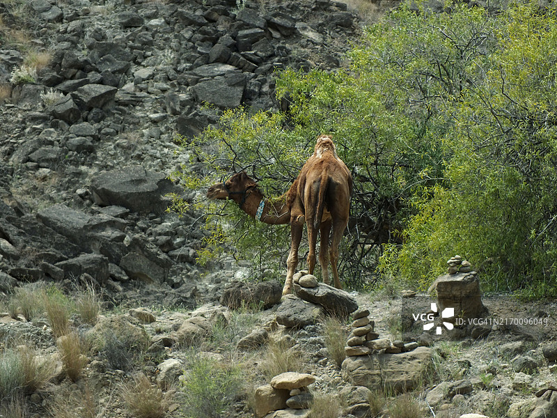 野外吃草的骆驼图片素材
