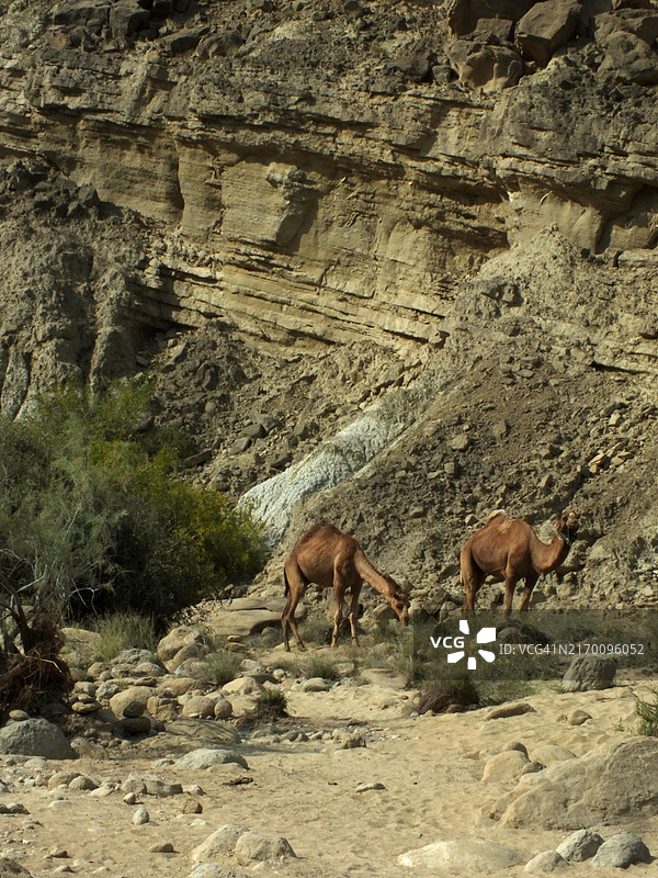 野外吃草的骆驼图片素材