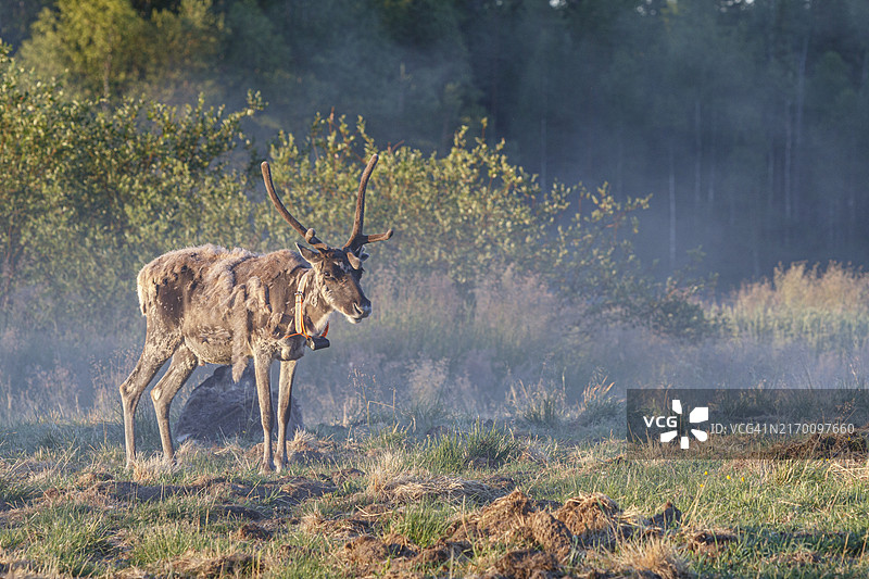 带有GPS追踪器的田野驯鹿图片素材