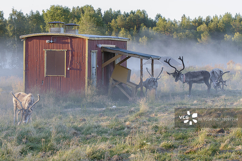 农场里的驯鹿图片素材