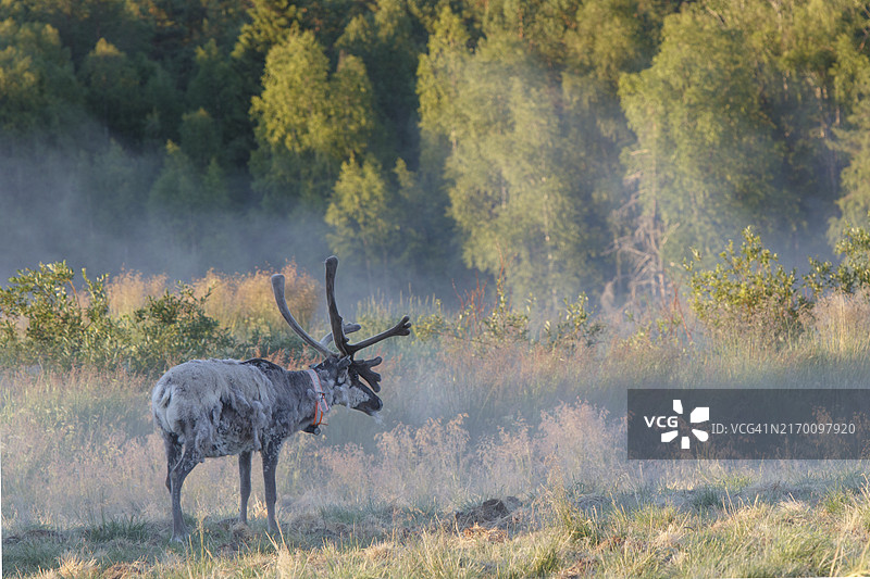 带有GPS追踪器的田野驯鹿图片素材