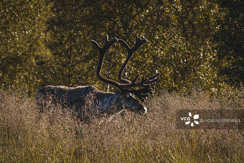 原野上的驯鹿图片素材