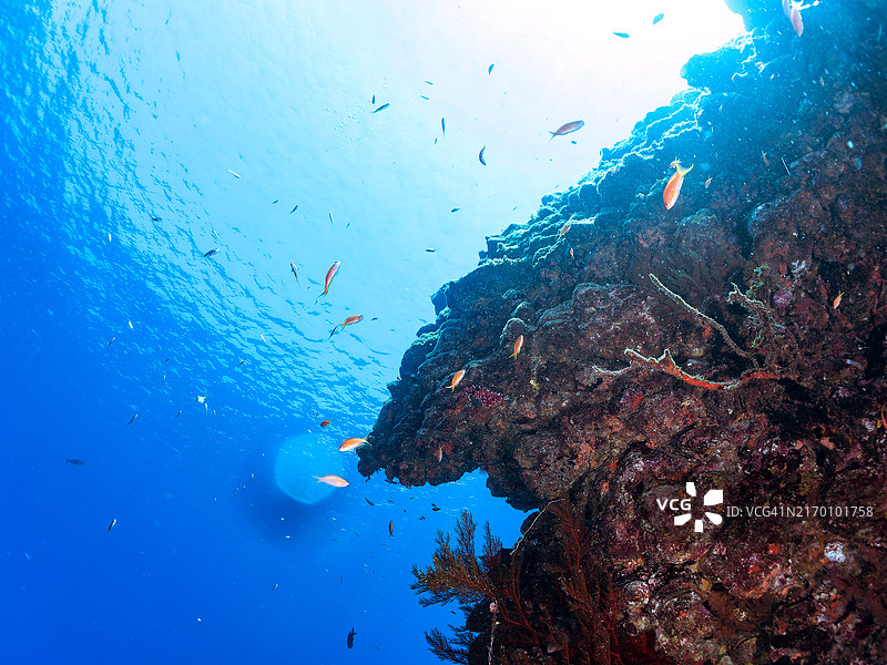 鱼群：美丽海金鱼、豆娘鱼、小光顾鲷与其他鱼类聚集在柔软珊瑚礁的缓坡处图片素材
