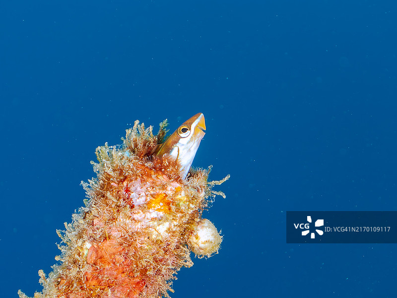 可爱的蓝带管牙鳚居住在管中图片素材