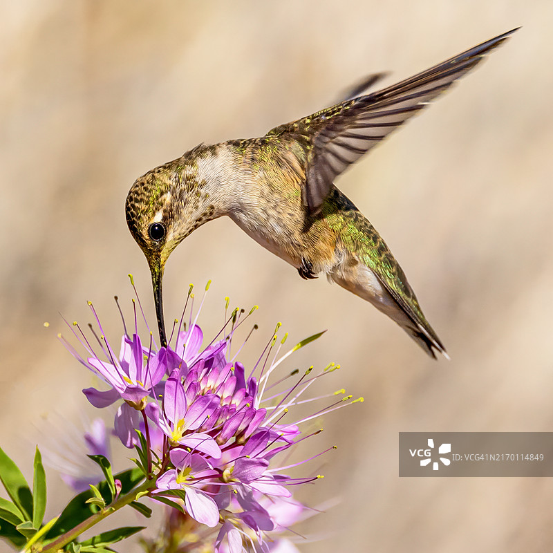 喂蜂鸟图片素材