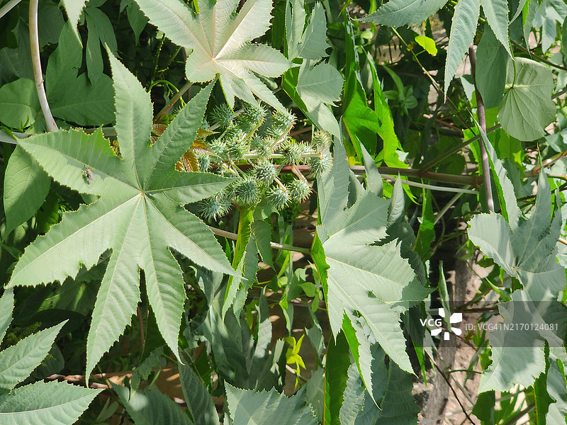来自印度的蓖麻油植物图片素材
