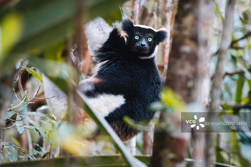 马达加斯加安达西贝的狐猴图片素材