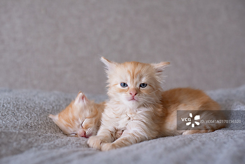 两只可爱的小猫咪在家里的床上放松图片素材