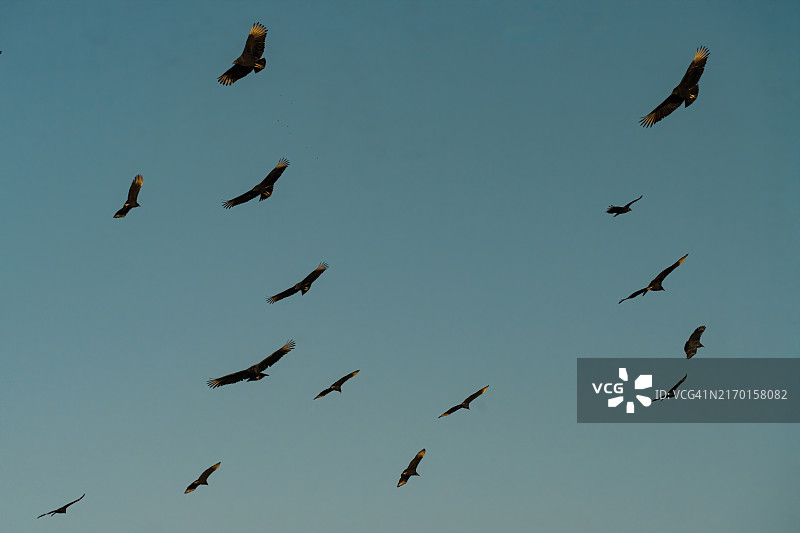 在天空中盘旋的秃鹫群图片素材