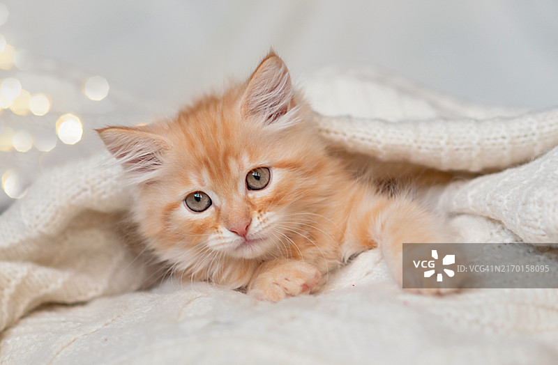 圣诞姜黄色小猫，姜黄色虎斑猫躺在圣诞床边图片素材