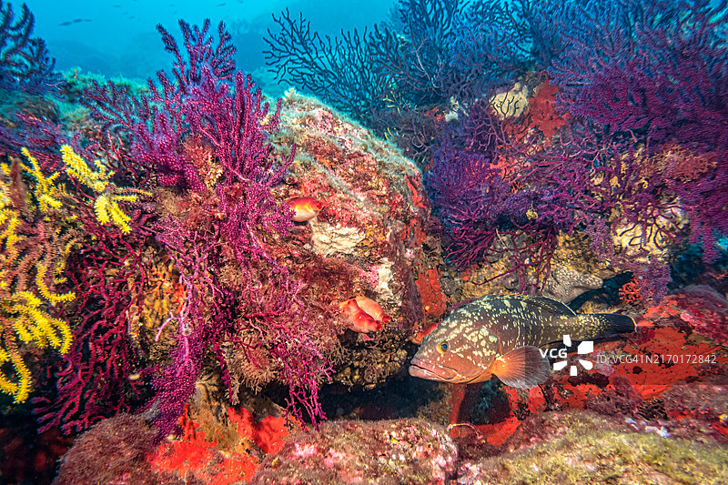 科斯塔布拉瓦的珊瑚礁石斑鱼图片素材