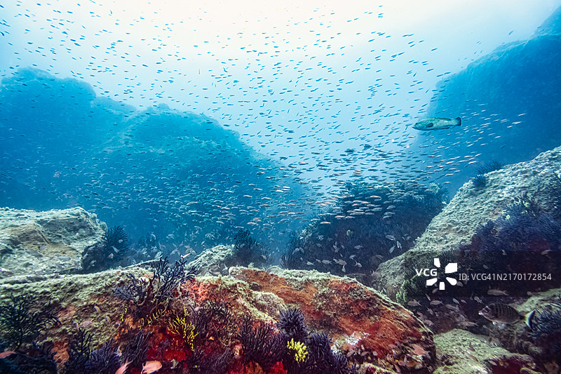 科斯塔布拉瓦水下景观中的鱼群图片素材