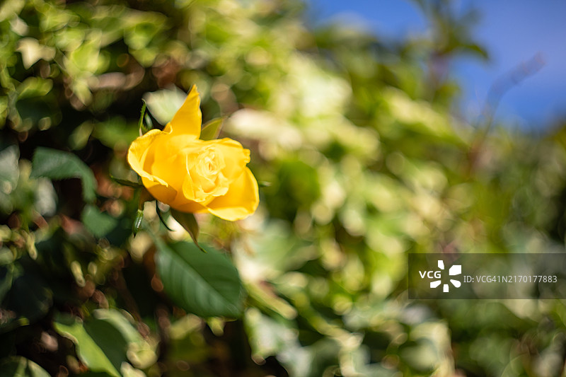 英国玫瑰之梦图片素材