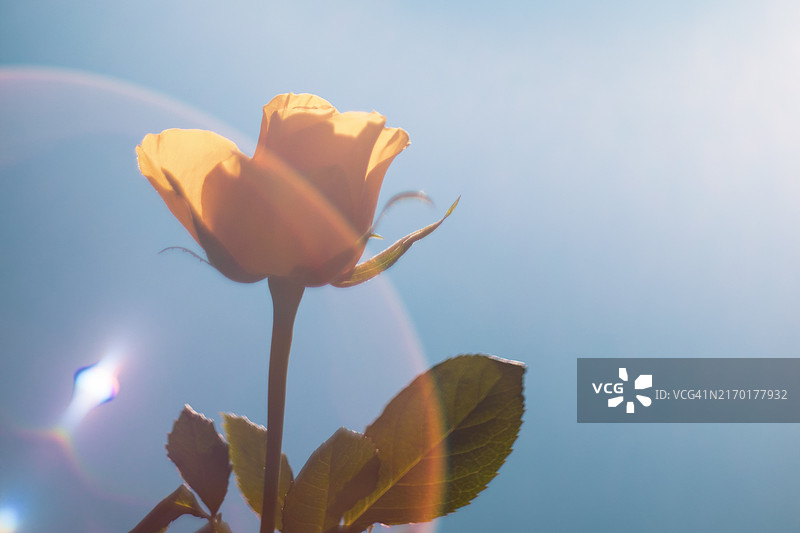 绽放的玫瑰照片图片素材