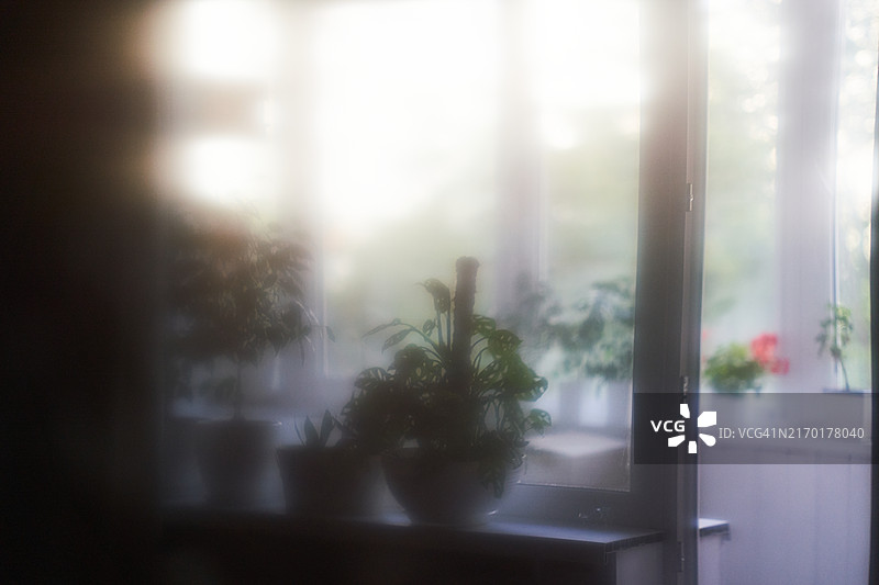 窗台上盆栽植物的倒影，照片特效图片素材