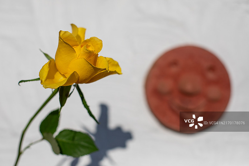 充满活力的玫瑰花摄影图片素材