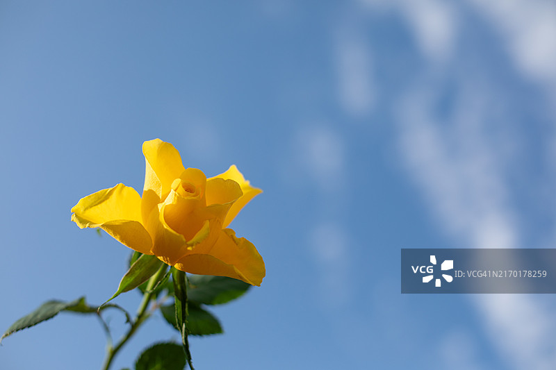 黄色与蓝色的艺术自然图像图片素材