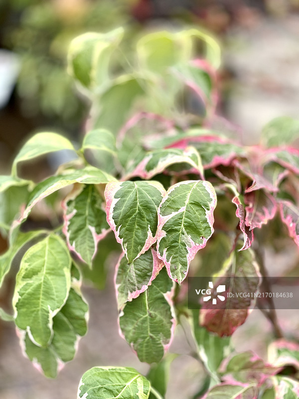 巨型犬木“Variegata”的秋季杂色叶图片素材