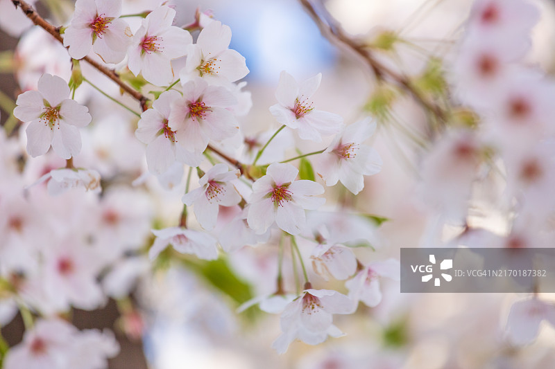汝矣岛春花节的樱花图片素材