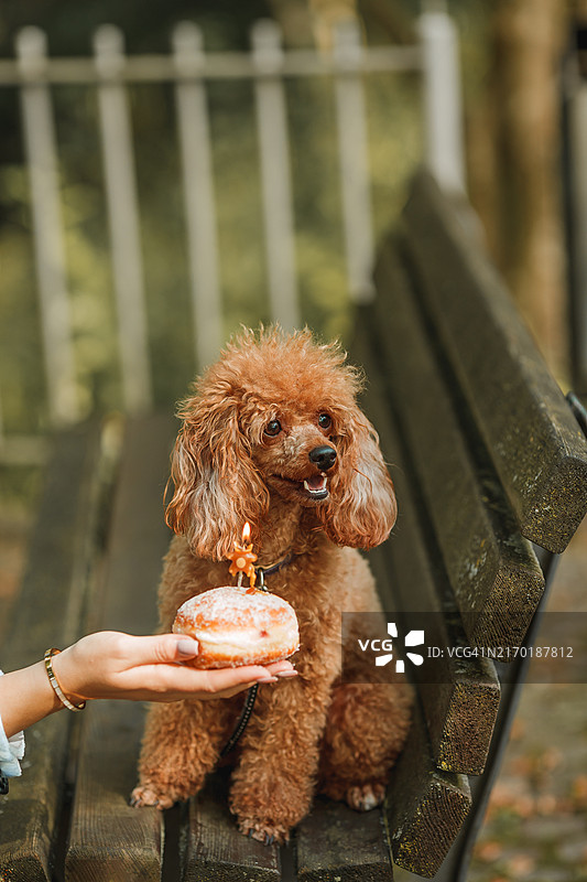 可爱的杏色贵宾犬在户外庆祝生日，有蛋糕、蜡烛和帽子图片素材