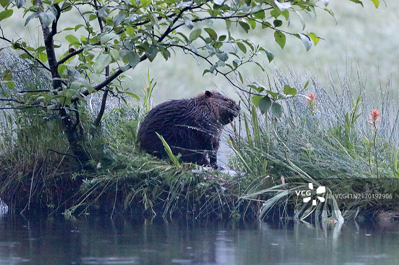 在雾蒙蒙的小岛上的一只海狸图片素材