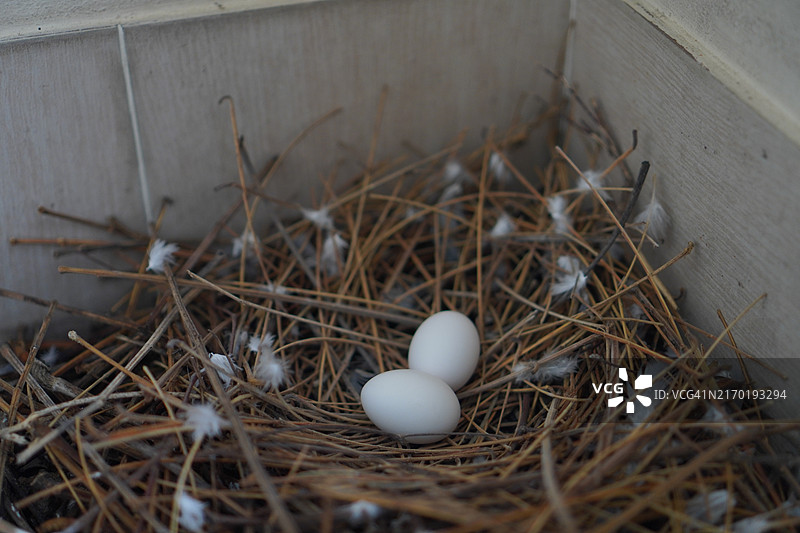 鸽子蛋图片素材