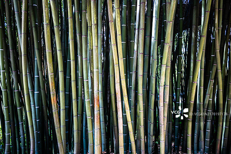 竹子图片素材
