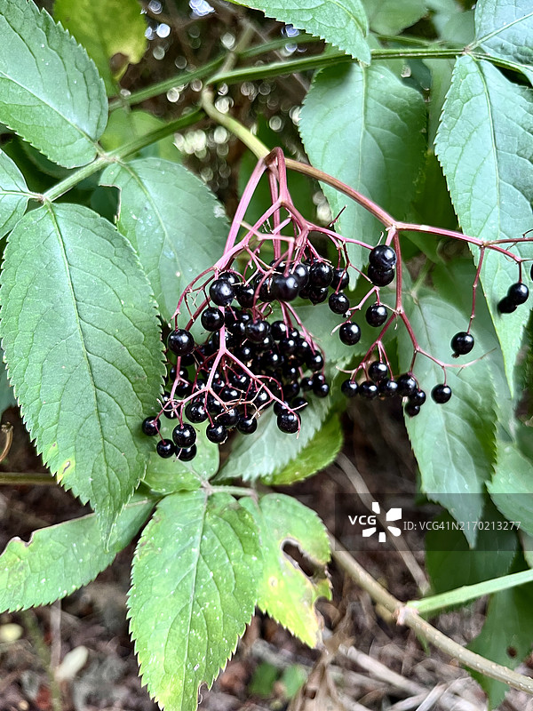 接骨木果图片素材