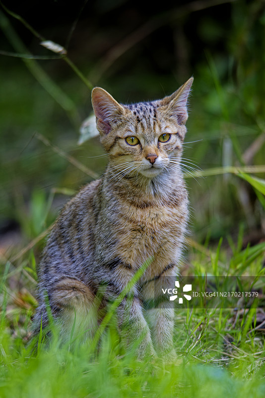坐在田野上的野猫肖像图片素材
