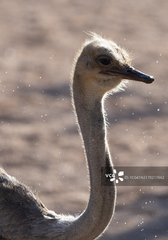 阳光下弯颈站立的鸵鸟图片素材