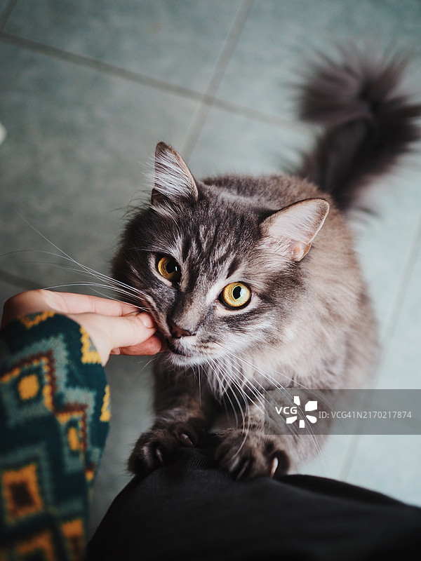 猫咪的特写肖像, 纽约, 美国图片素材