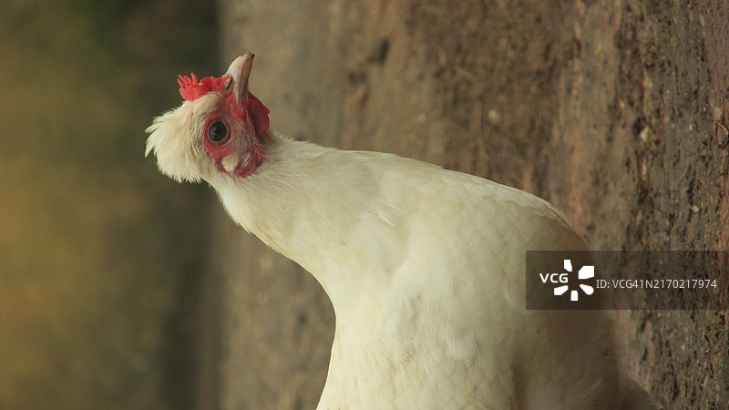 公鸡特写镜头图片素材
