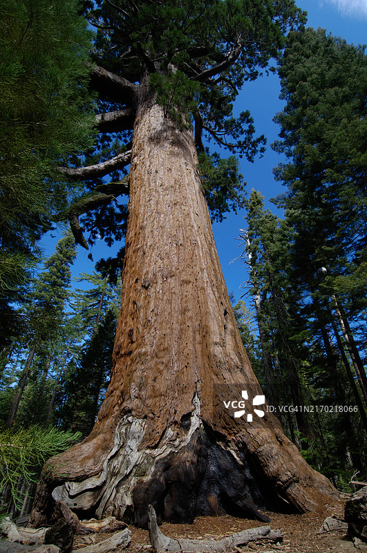 美国加利福尼亚州图莱里县的森林树木图片素材