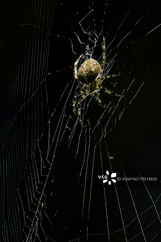 蜘蛛在网中的特写镜头图片素材