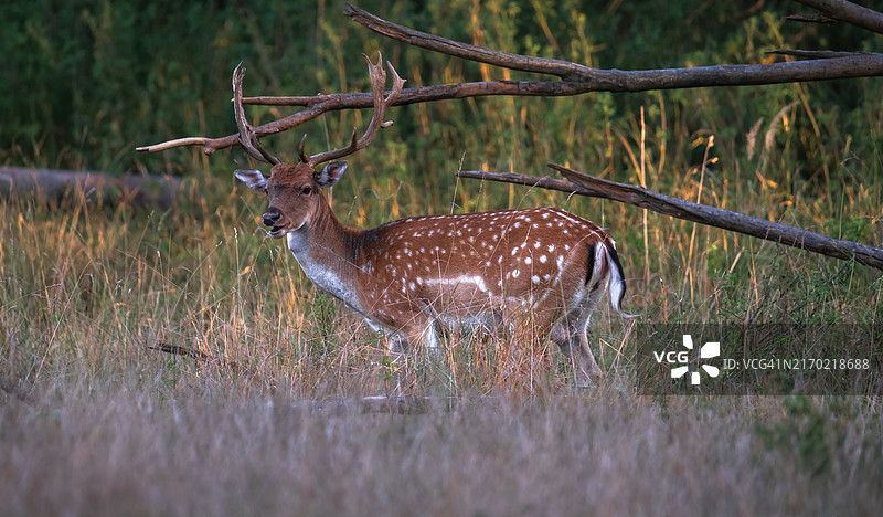 森林边缘的黇鹿图片素材