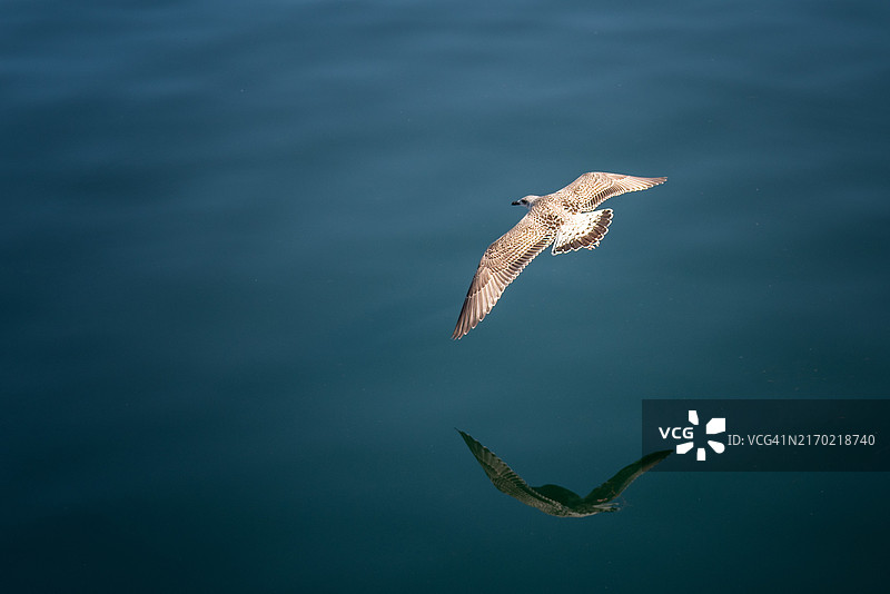 飞越湖面的海鸥特写图片素材