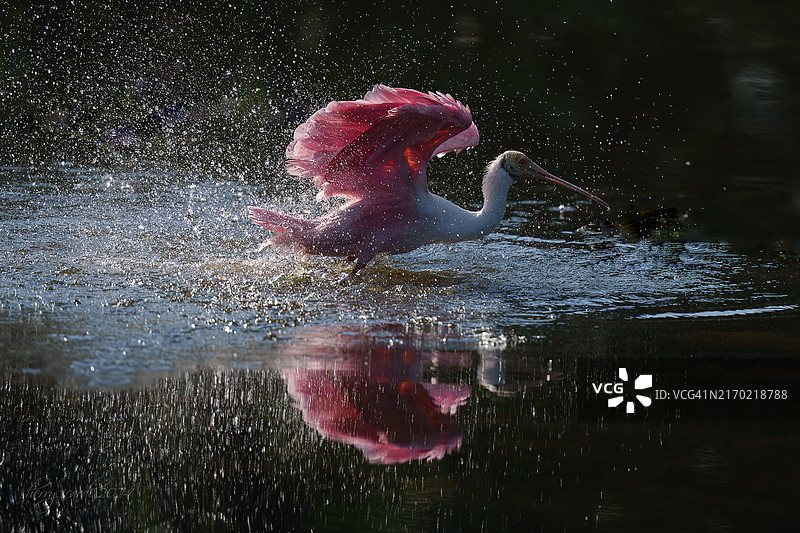 佛罗里达州棕榈滩县湖中嬉水的火烈鸟特写图片素材